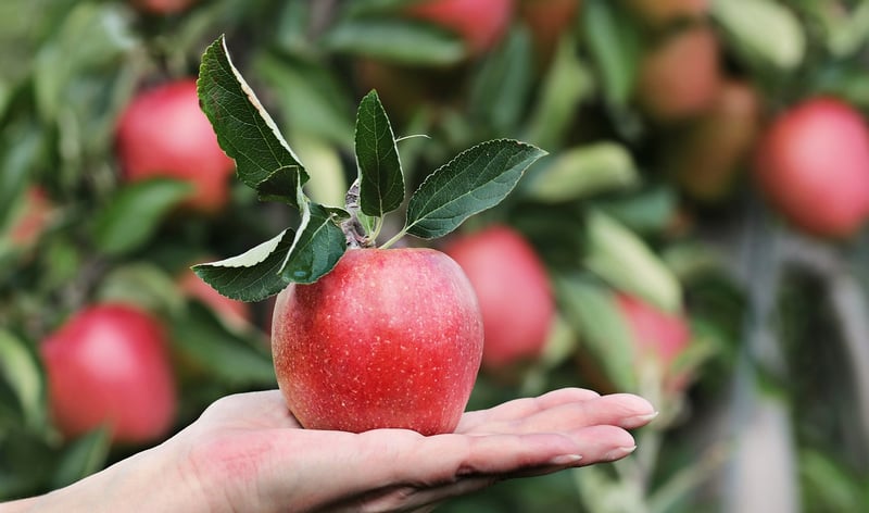 Fruit-bearing Trees