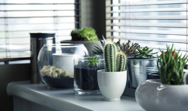 Indoor Gardening Ideas