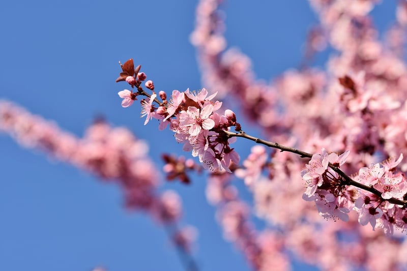 Cherry Tree
