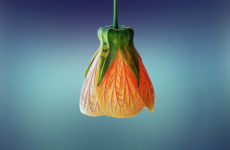 Hanging Plant Shelves